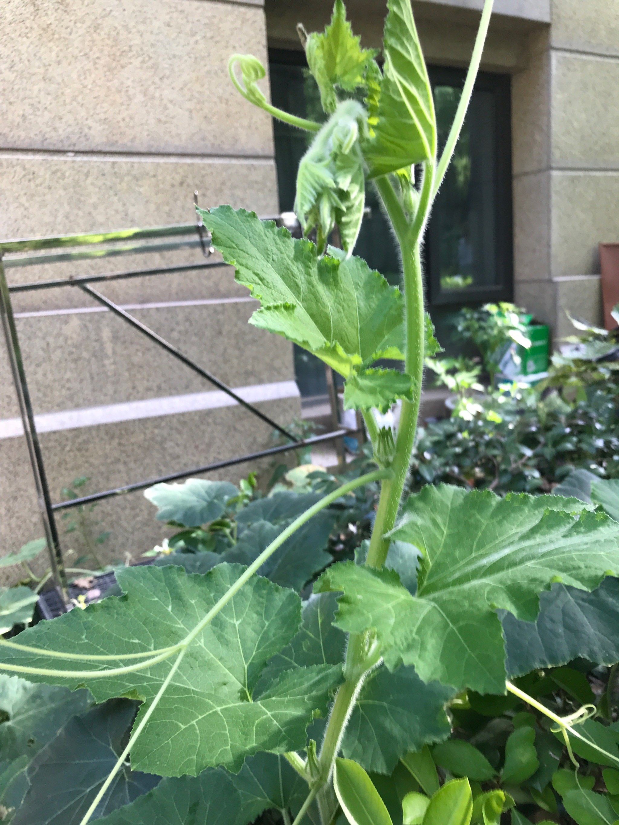 南瓜藤的功效与副作用图片