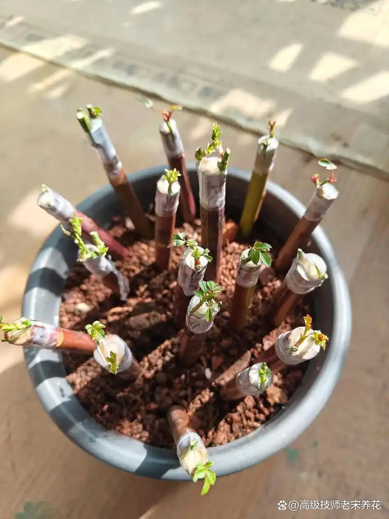 嫁接月季花用什么树做砧木最好呢