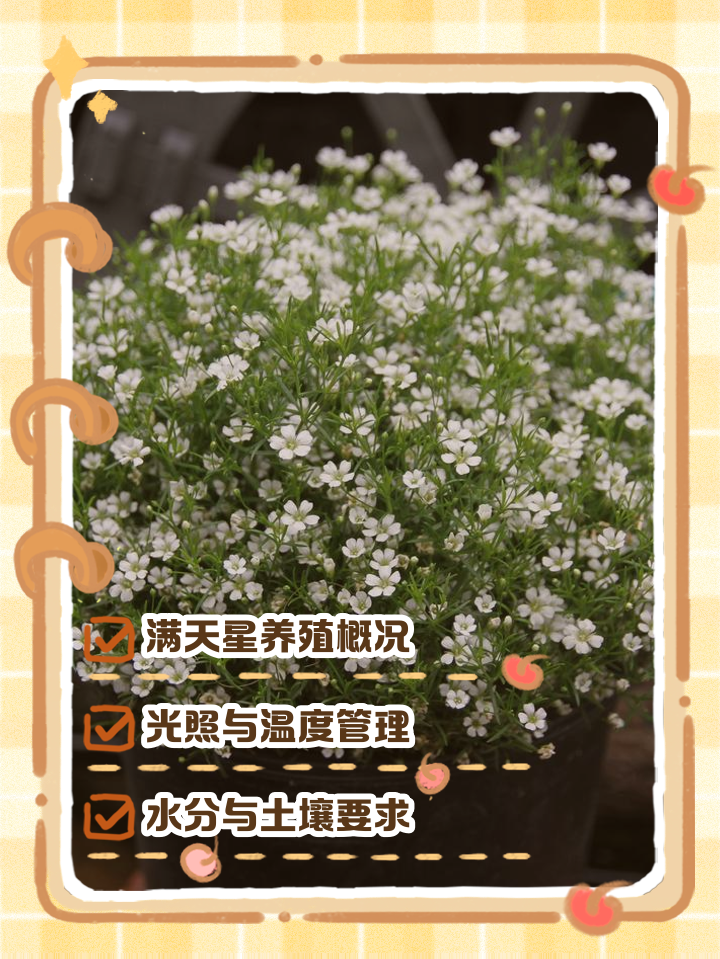 满天星要怎样养