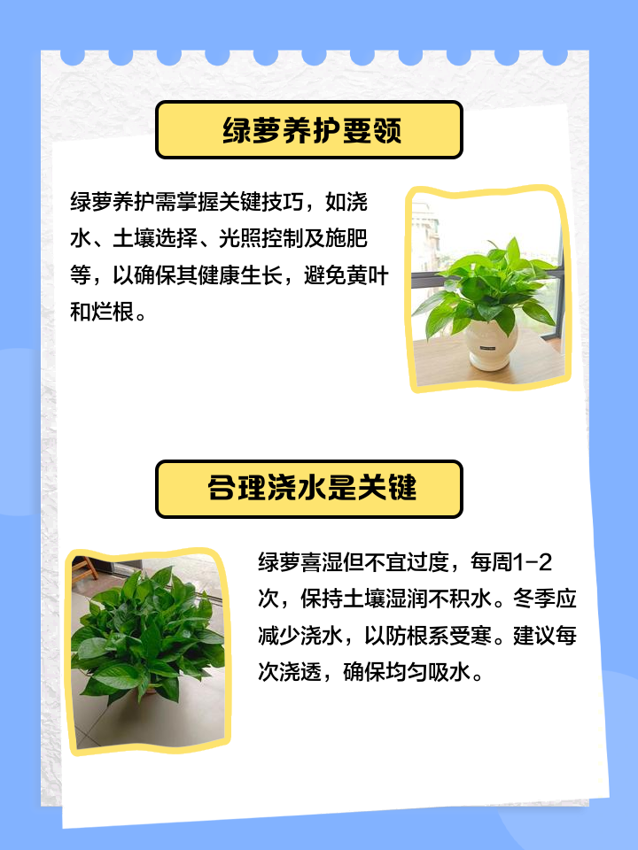 绿萝的养护方法及注意事项有哪些
