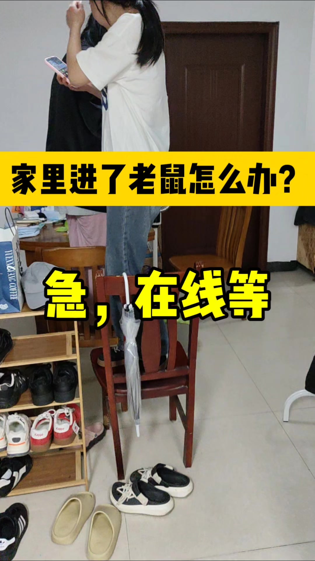 家里突然有了老鼠是怎么回事儿?