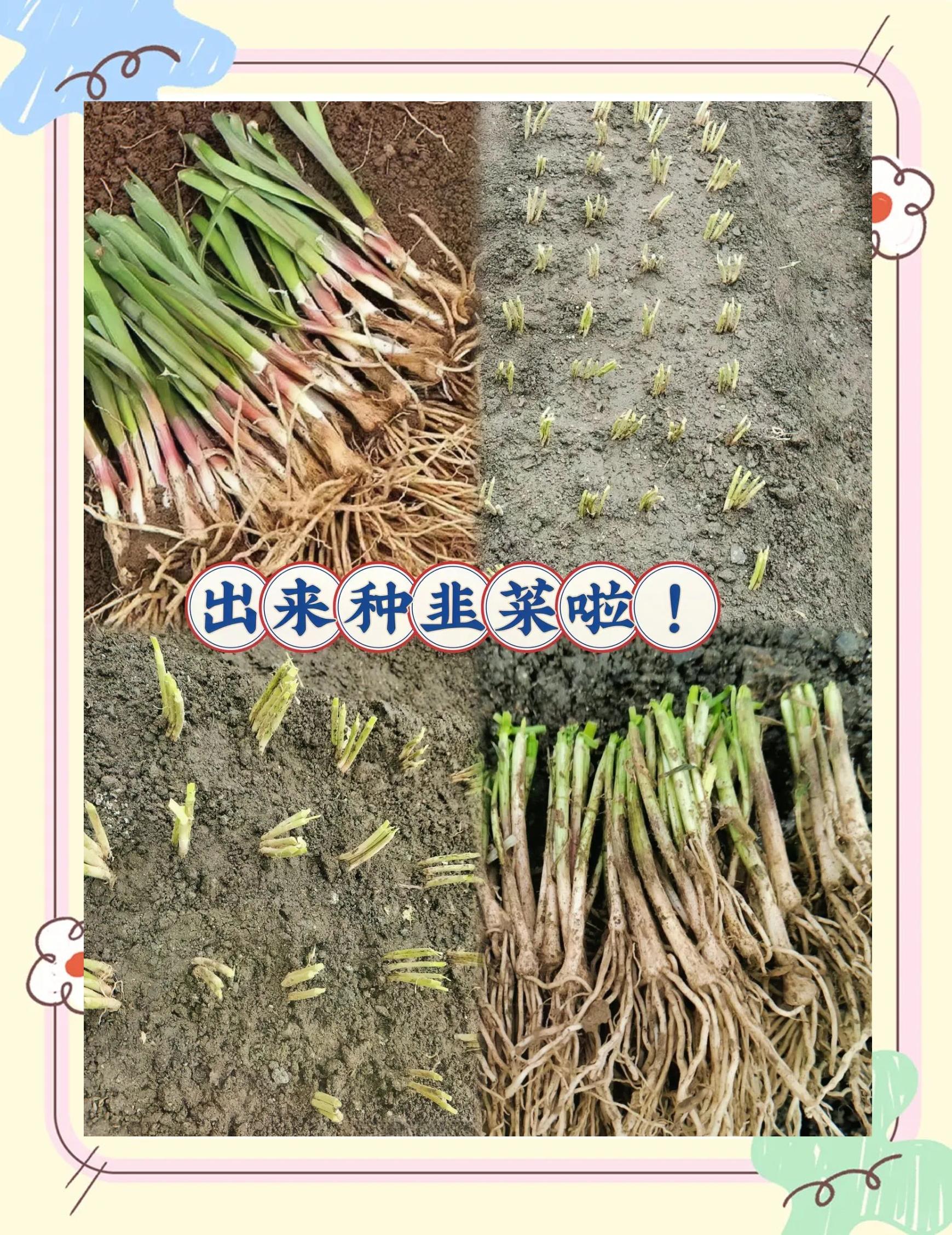 韭菜种子怎么种植方法如下