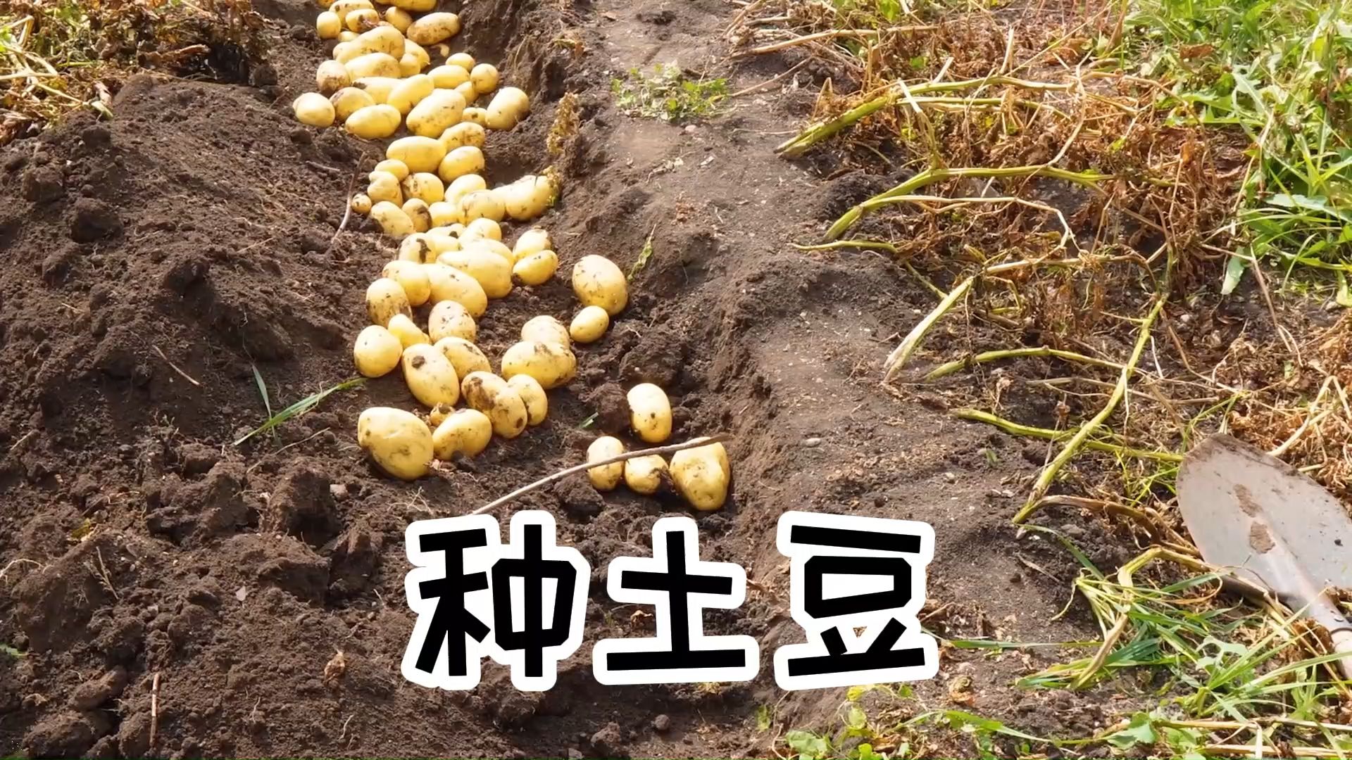 土豆种植季节和丰收季节