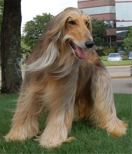 阿富汗猎犬多少钱一只要长毛