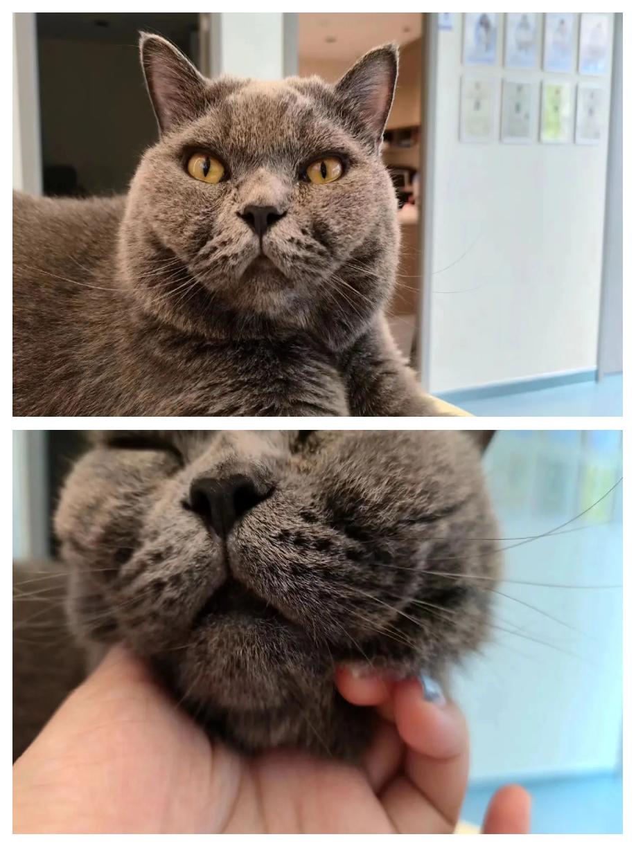 剪掉猫的胡子会长出来么
