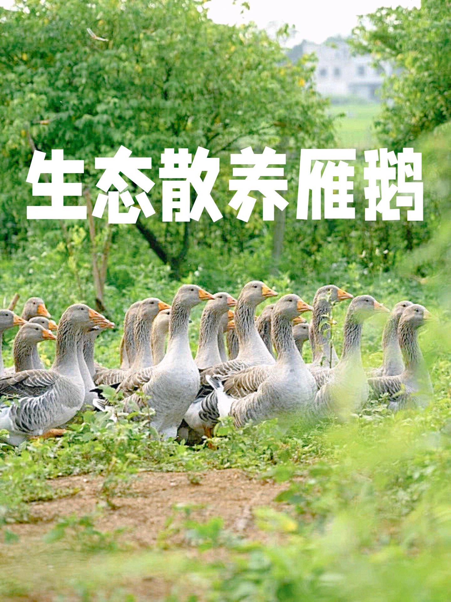 雁鹅是什么品种的鹅图片