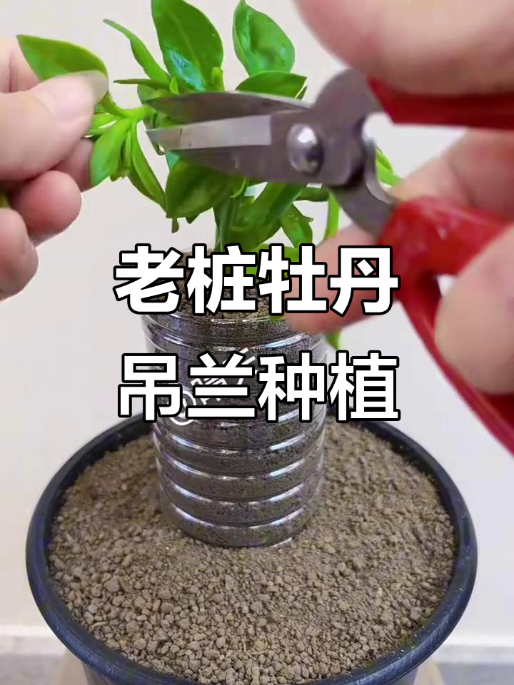 如何养殖牡丹吊兰以及其注意事项视频