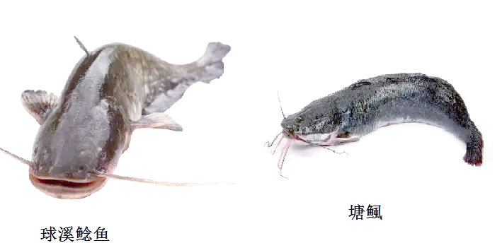 鲇鱼和鲶鱼区别是什么意思