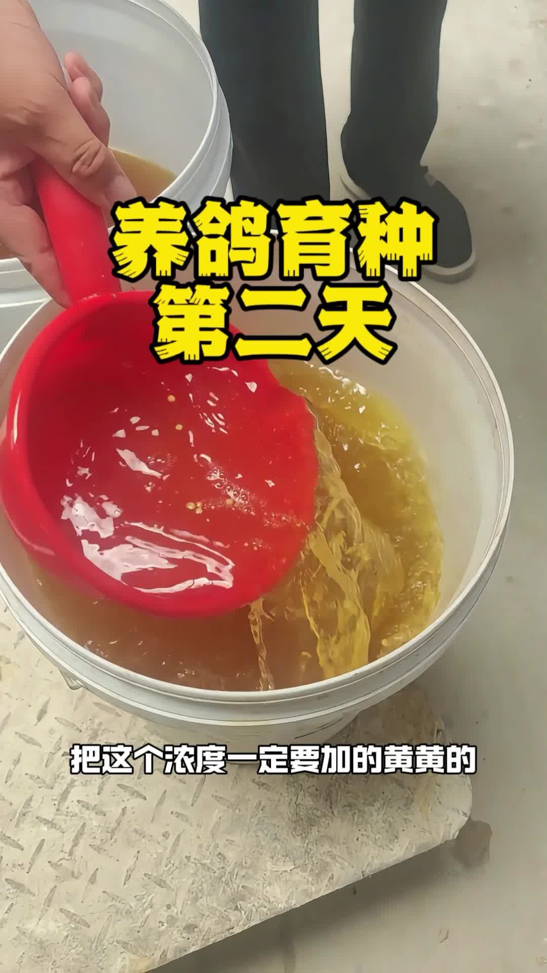 肉鸽如何养殖最好