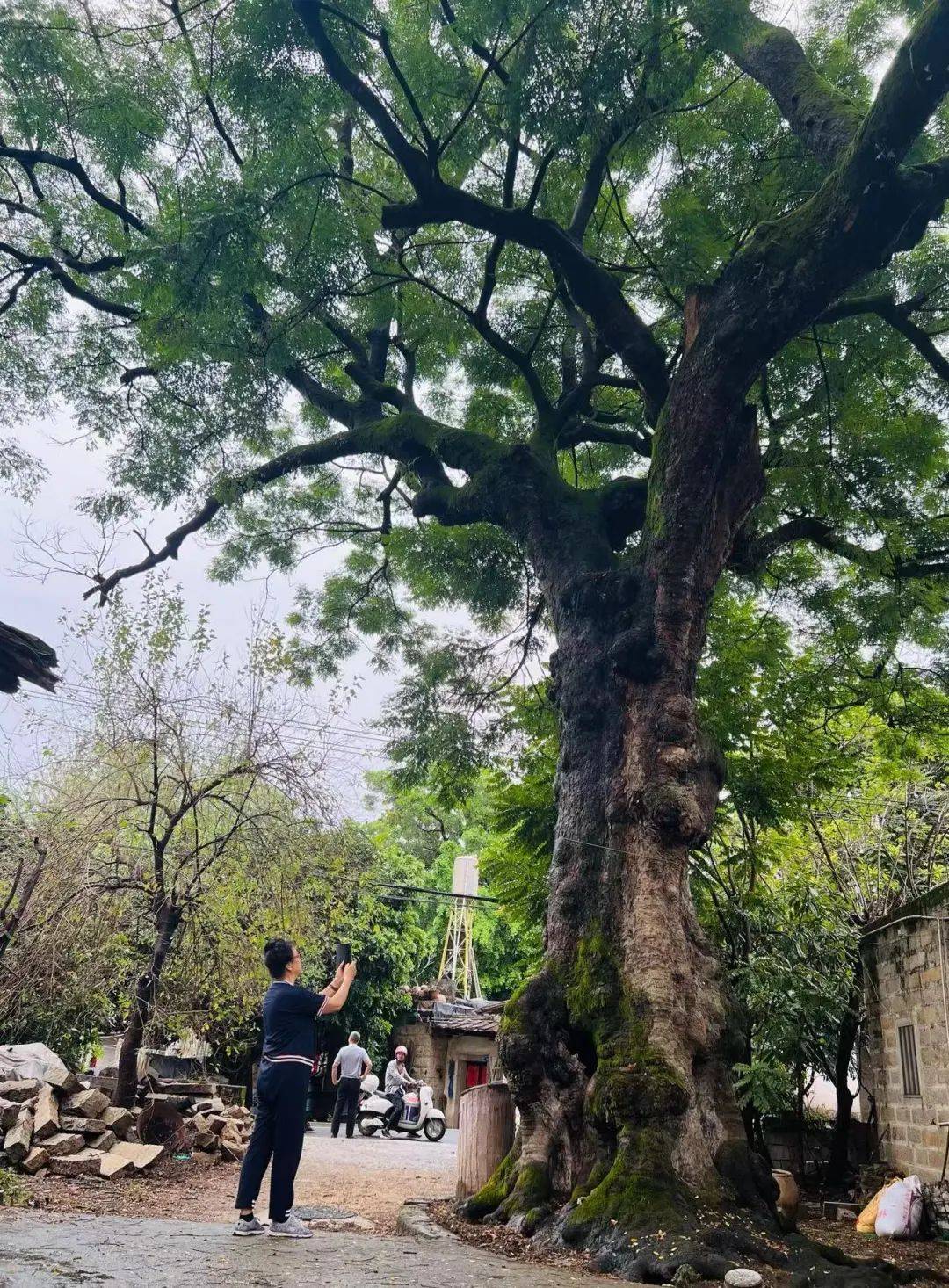厦门路上种的什么树