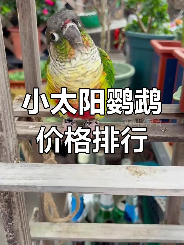小太阳鹦鹉多少块钱一只1年半的