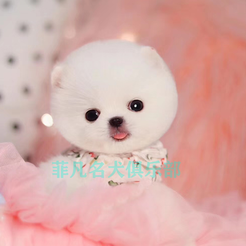 买小狗10元一只茶杯犬长不大