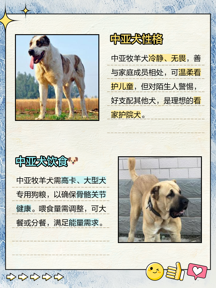 一个月中亚犬多少钱一只啊