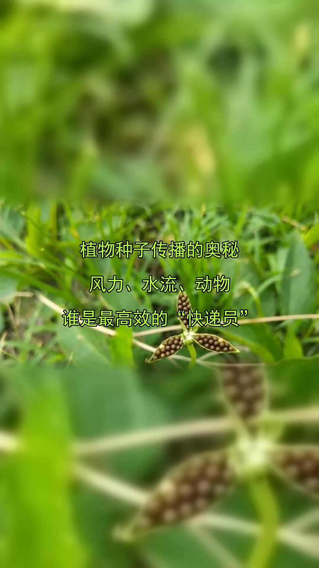 靠动物传播种子的植物有哪些?