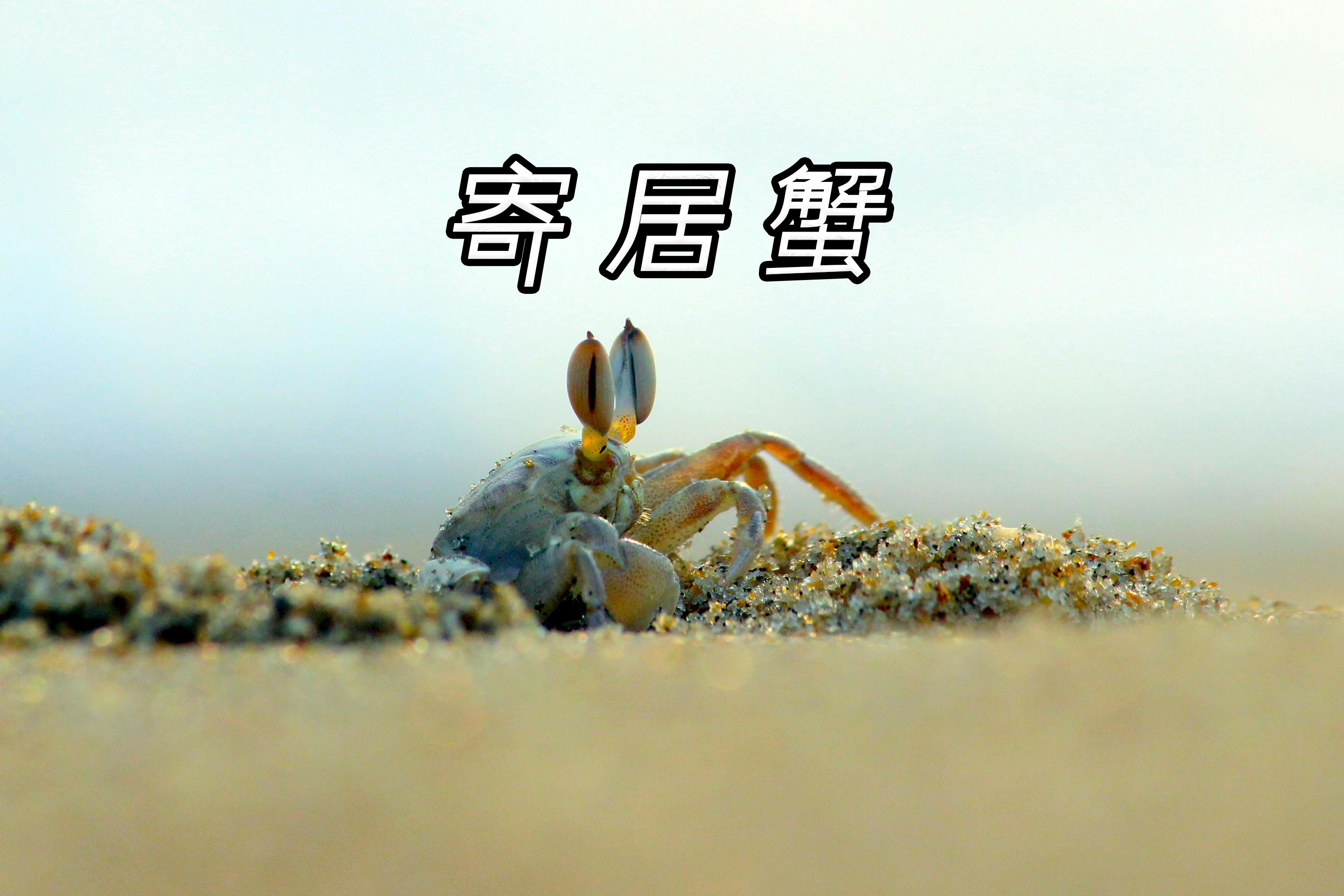 寄居蟹简介描写