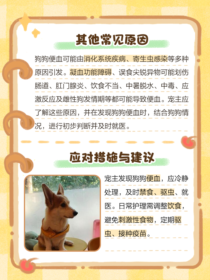 成年狗狗便血拉稀有几种原因