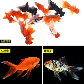 家中一般养几条鱼最好清道夫算吗