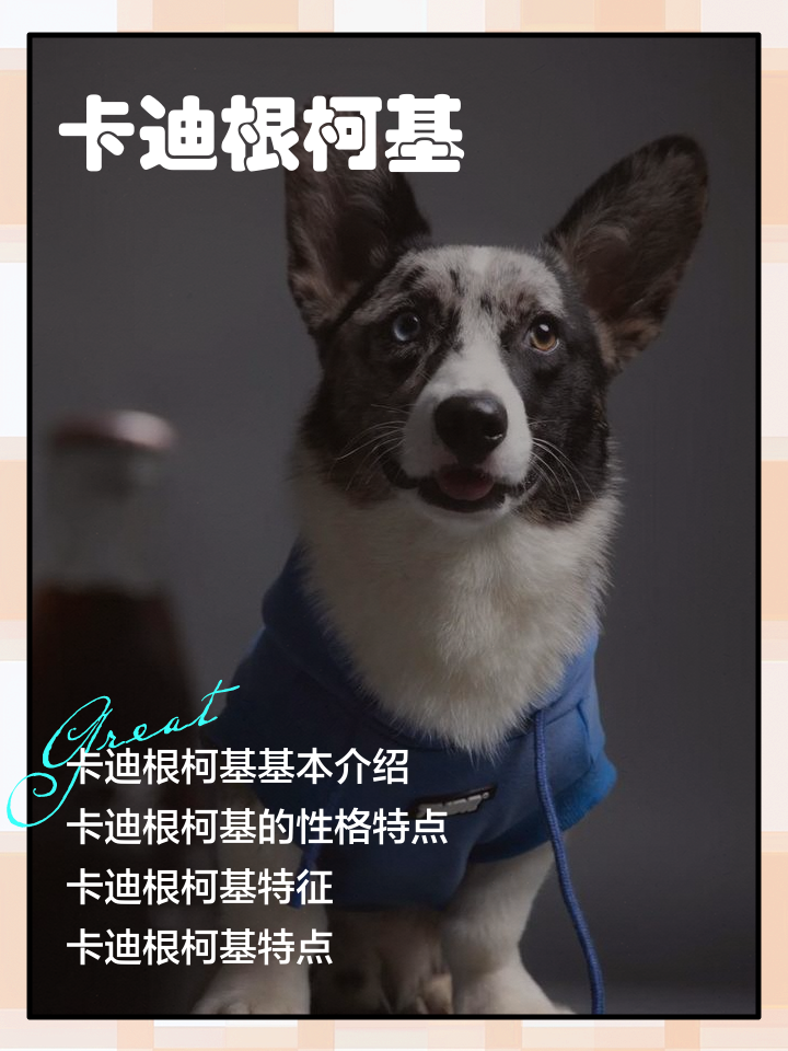 介绍一下柯基狗