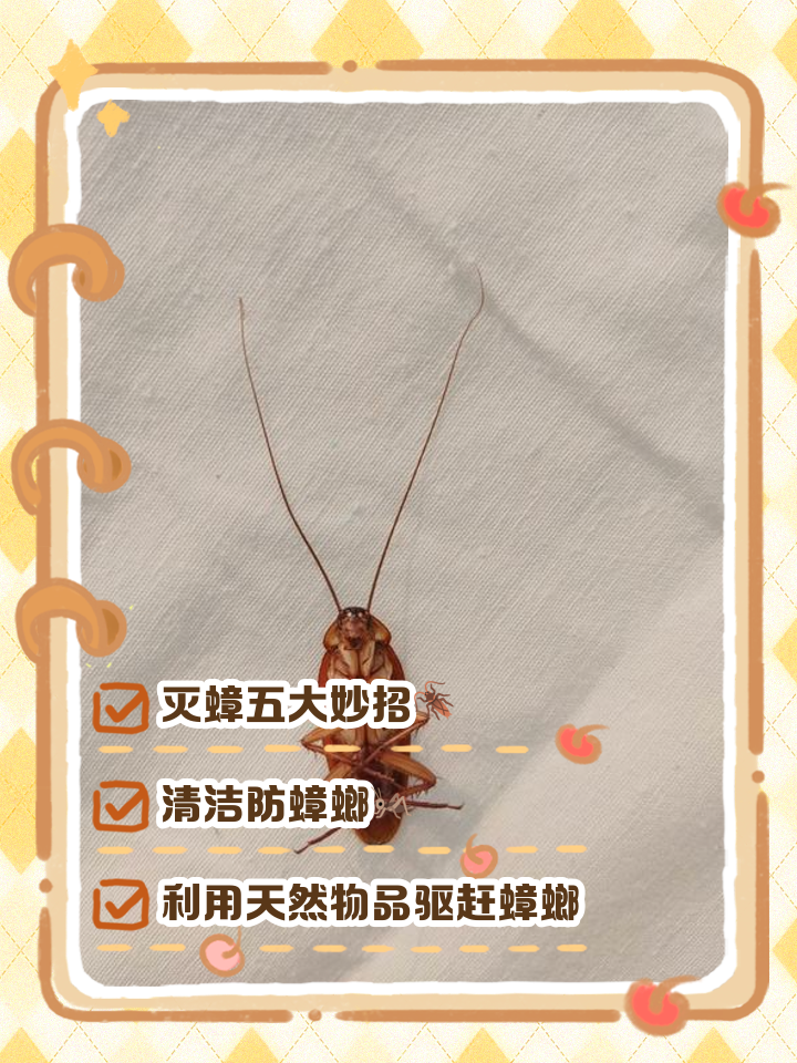 怎么去除蟑螂有效方法视频