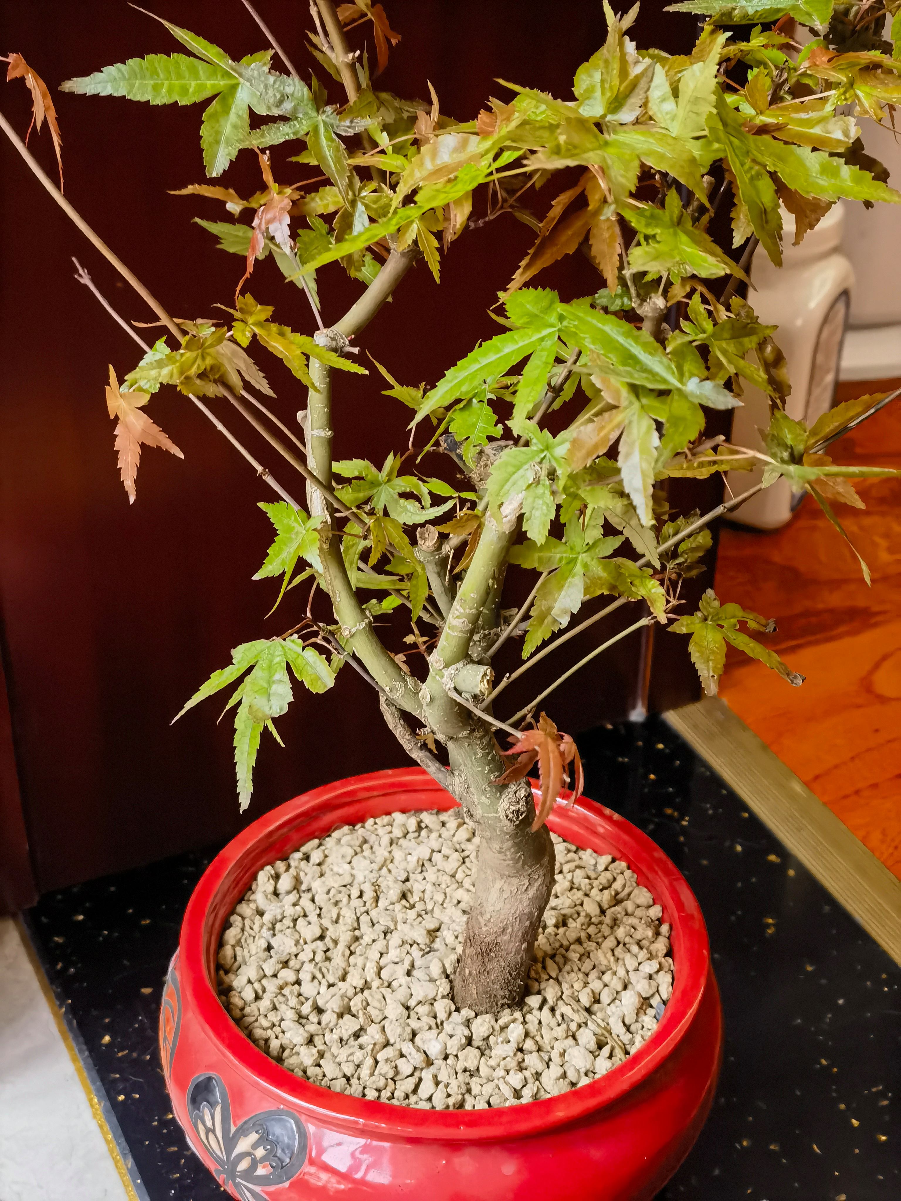 四季红的功效与作用?快速问医生